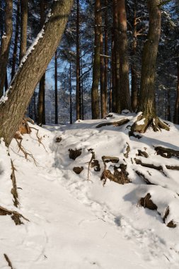 Karda çam ağacı kökü