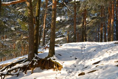 Orman çam manzarası kışın ayak sesleriyle