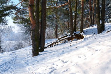 Karda güzel bir çam ormanı