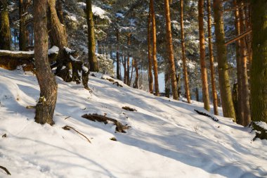 Karlı kış ormanı Gölgeli