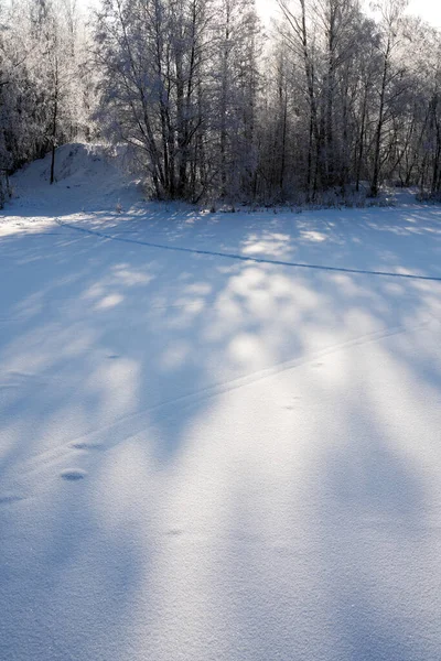 snow covered trees in the forest with shadows