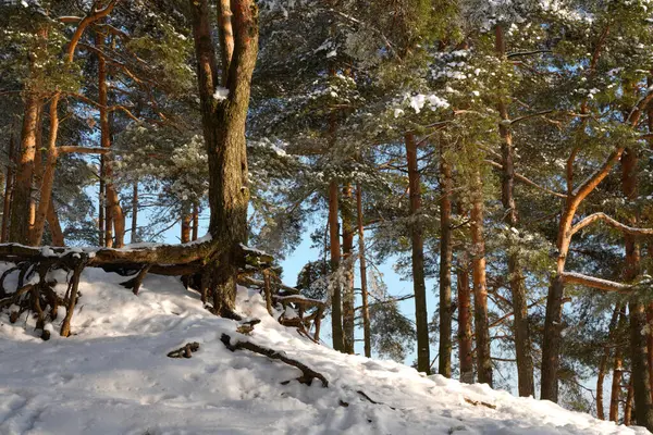 Gün ışığında karla kaplı bir ağaç