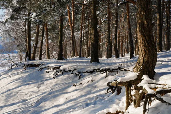 Karda kök salmış kış ormanı