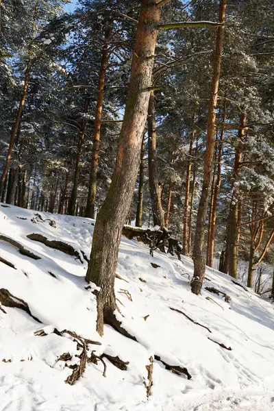Kışın güneşli ormanın güzel manzarası