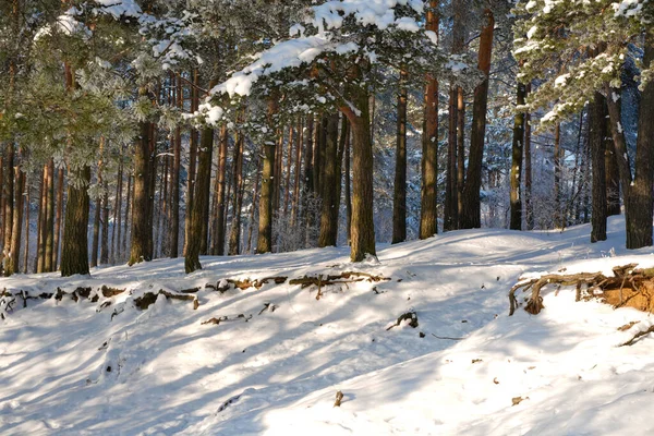 Karda çam ağaçları