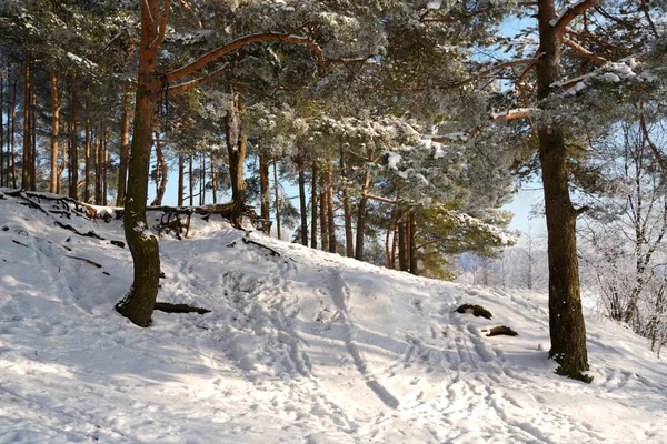 Kardaki kış ormanı ayak izleriyle