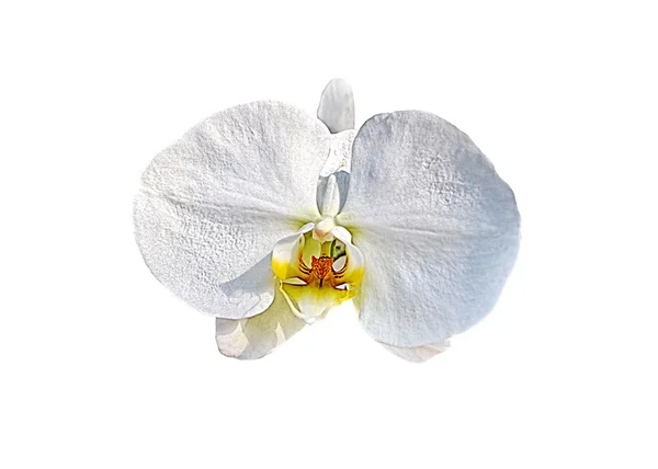Fiore di orchidea bianca — Foto Stock