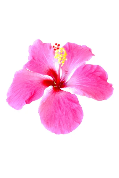 Hibiscus beyaz zemin üzerine. — Stok fotoğraf