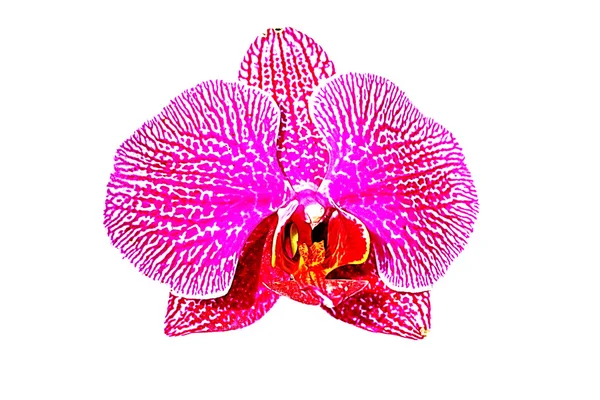 Orchidea di fiore rosa — Foto Stock