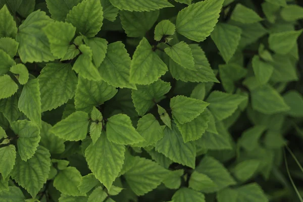 yeşil yaprak arkaplan dokusu.