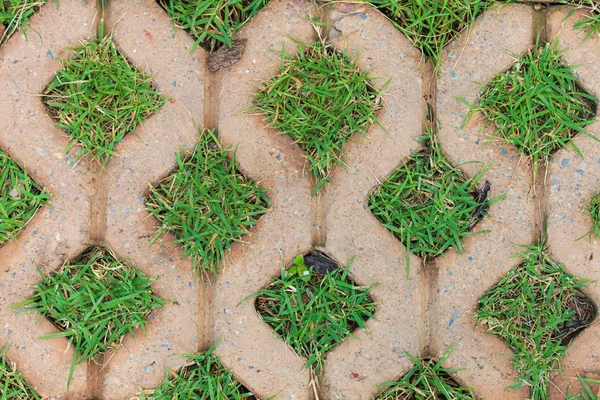 Bakstenen verdiepingen met gras achtergrond — Stockfoto