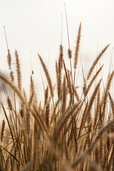 Çimen sapları üzerinde çayır Kuru.
