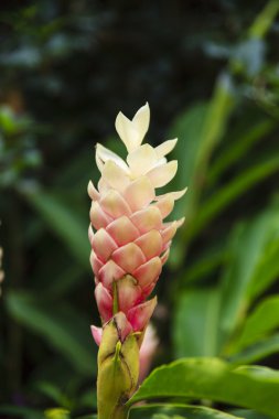 pembe ve beyaz çiçek