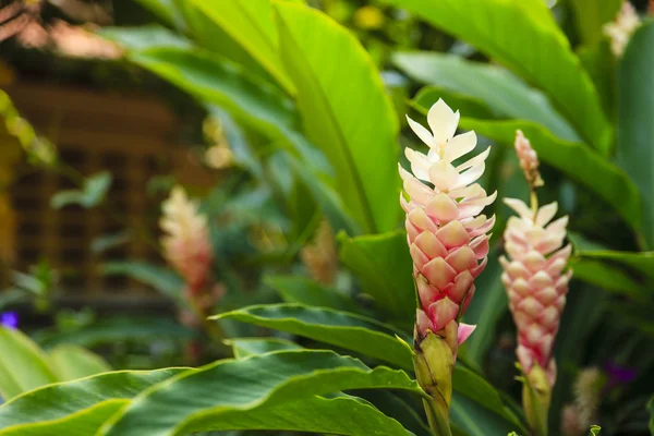 pembe ve beyaz çiçek