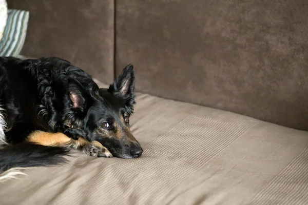 Köpek kanepede yatar ve bakar, evde durur, sağlıklı hayvan konsepti, siyah çoban köpeği portresi — Stok fotoğraf