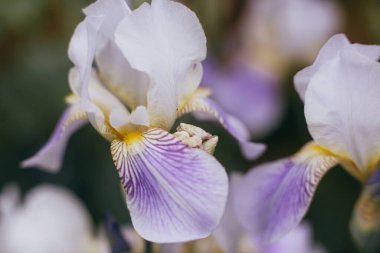 İris çiçeği makro fotoğrafı, mor yumuşak pastel yapraklar yakın plan, bitki örtüsü arka plan