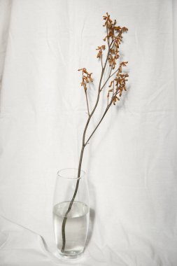 Doğal keten bej kumaş arka planında su bulunan vazodaki ağaç dalı. Minimalist iç dekorasyon resmi