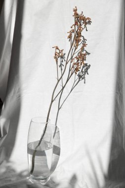 Doğal keten bej kumaş arka planında su bulunan vazodaki ağaç dalı. Minimalist iç dekorasyon, ev dekorasyonu için yüksek kontrastlı ışık resmi