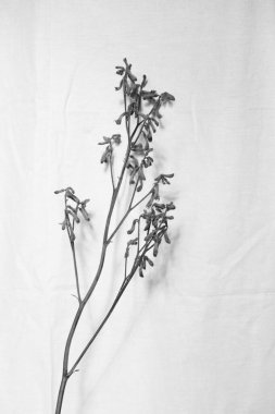 Doğal keten kumaş arka planında ağaç dalı. Minimalist iç dekorasyon siyah beyaz resim