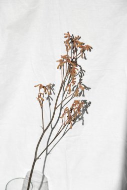 Doğal keten bej kumaş arka planında ağaç dalı. Minimalist iç dekorasyon