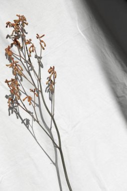 Doğal keten bej kumaş arka planında su bulunan vazodaki ağaç dalı. Minimalist iç dekorasyon