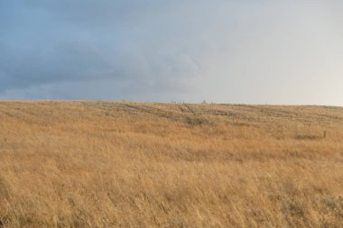Altın tarla ve mavi gökyüzü doğal pastel renklerle