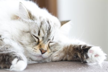 Sibirya beyaz kedi neva maskeli balo sürüm
