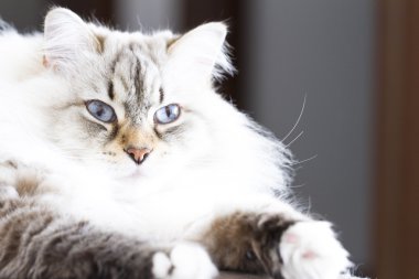 Siberian kedi, beyaz neva maskeli balo sürüm
