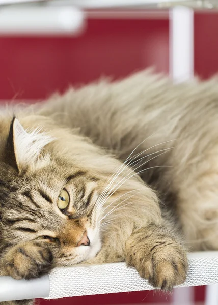 Siberische Kat, bruin man langharige — Stockfoto