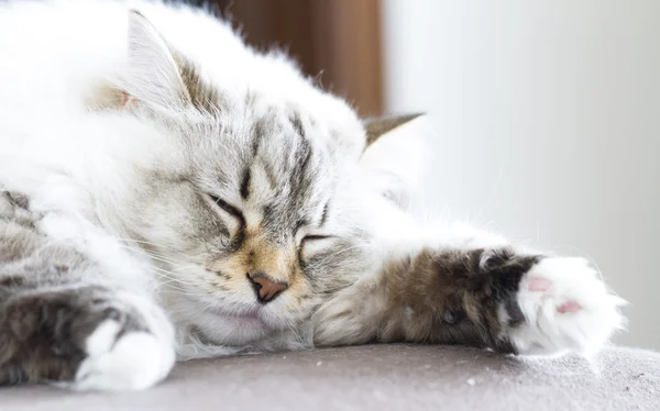 Sibirya beyaz kedi neva maskeli balo sürüm — Stok fotoğraf