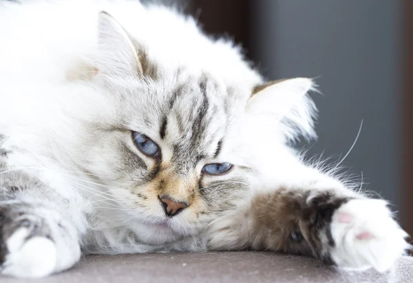 Sibirische Katze weiße Neva Maskerade-Version — Stockfoto