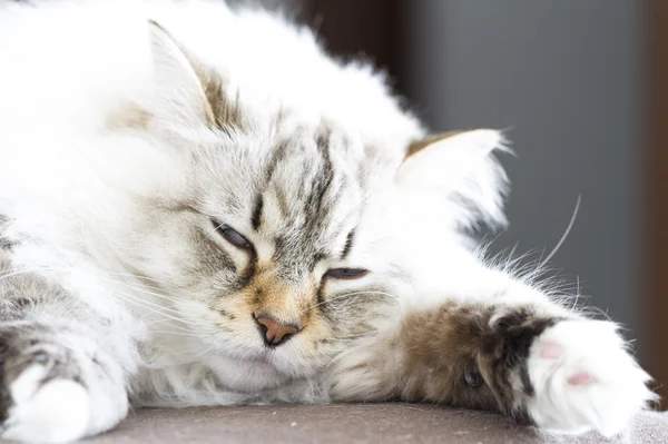 Сибирский кот белый нева-маскарад — стоковое фото