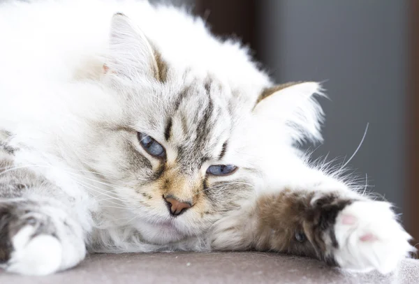 Sibiřská kočka bílá neva masquerade verze — Stock fotografie