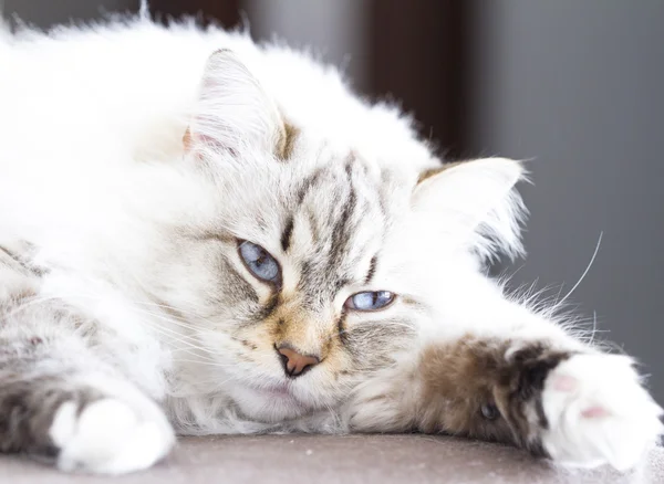 Sibirische Katze weiße Neva Maskerade-Version — Stockfoto