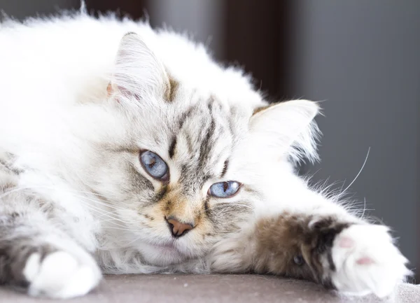 Sibiřská kočka bílá neva masquerade verze — Stock fotografie