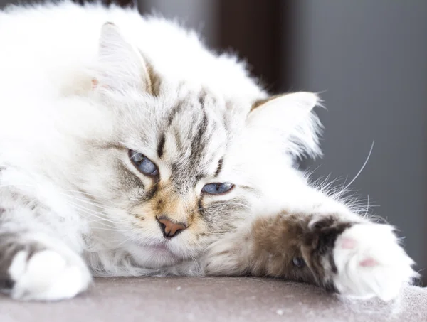 Siberiano gatto bianco neva versione mascherata — Foto Stock