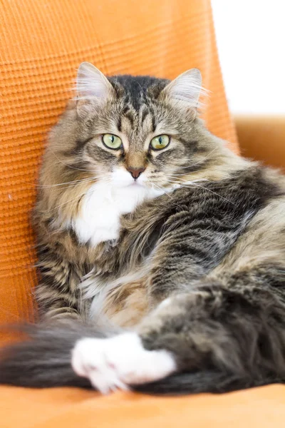 Gato siberiano, hermoso gatito hembra en el sofá, marrón con whi —  Fotos de Stock