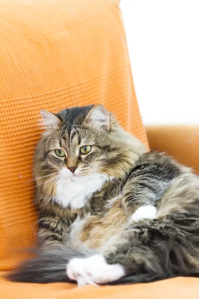 Siberische Kat, mooie vrouwelijke kitten op de sofa, bruin met whi — Stockfoto