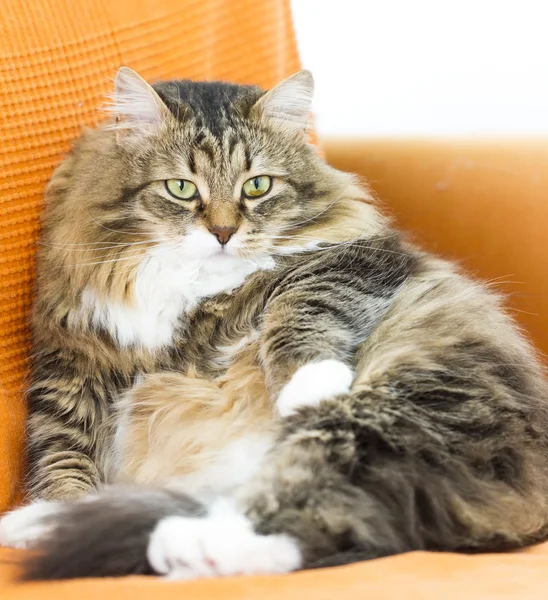 Gatto siberiano, bella gattina sul divano, marrone con whi — Foto Stock