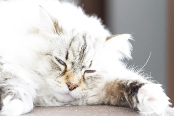 Сибірський кіт, біла нева маскарадна версія — стокове фото