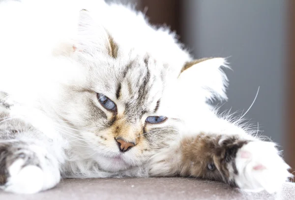 Сибирская кошка, версия белой невы-маскарада — стоковое фото