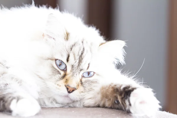 Siberian kedi, beyaz neva maskeli balo sürüm — Stok fotoğraf