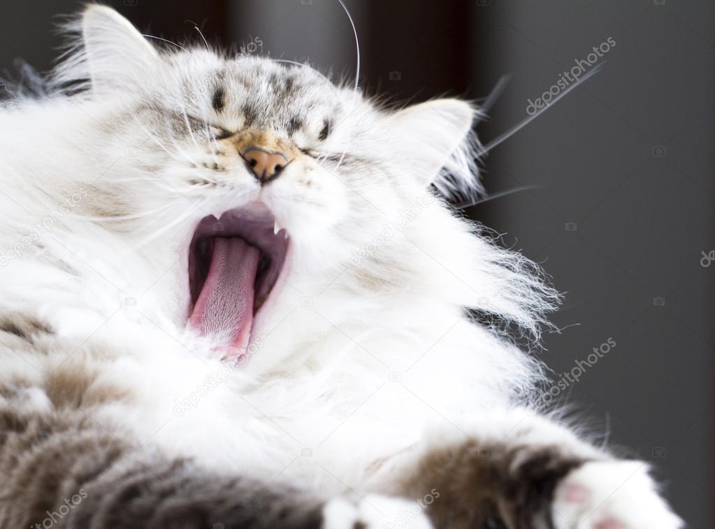 siberian cat,yawning