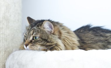 güzel dişi kedi, Sibirya doğurmak kahverengi sürüm