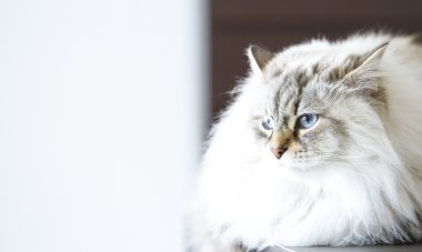 Siberian kedi, uzun saçlı kedi beyaz neva maskeli balo sürüm
