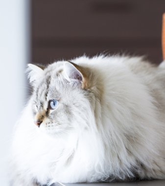 Siberian kedi, uzun saçlı kedi beyaz neva maskeli balo sürüm