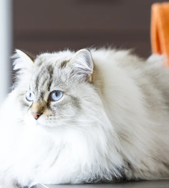 Piękne długie włosy kot, biały kot syberyjski — Zdjęcie stockowe