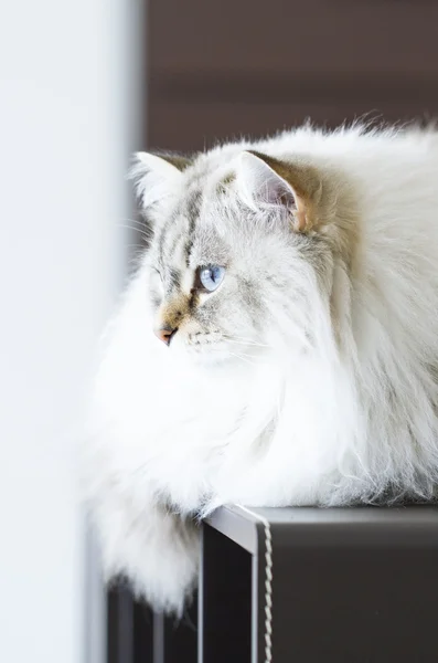 Siberische Kat, langharige kitten wit neva masquerade versie — Stockfoto