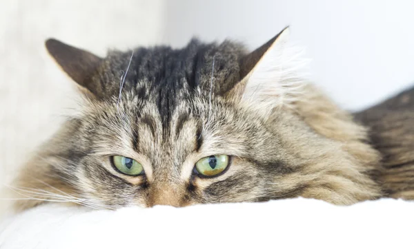 Bela fêmea gato, siberiano raça versão marrom — Fotografia de Stock