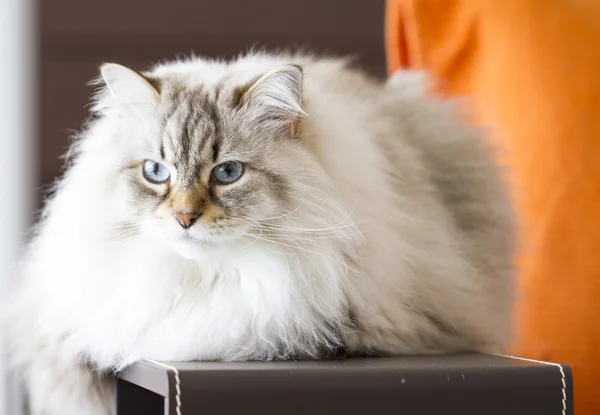 Gato siberiano, gatito de pelo largo blanco neva mascarada versión —  Fotos de Stock